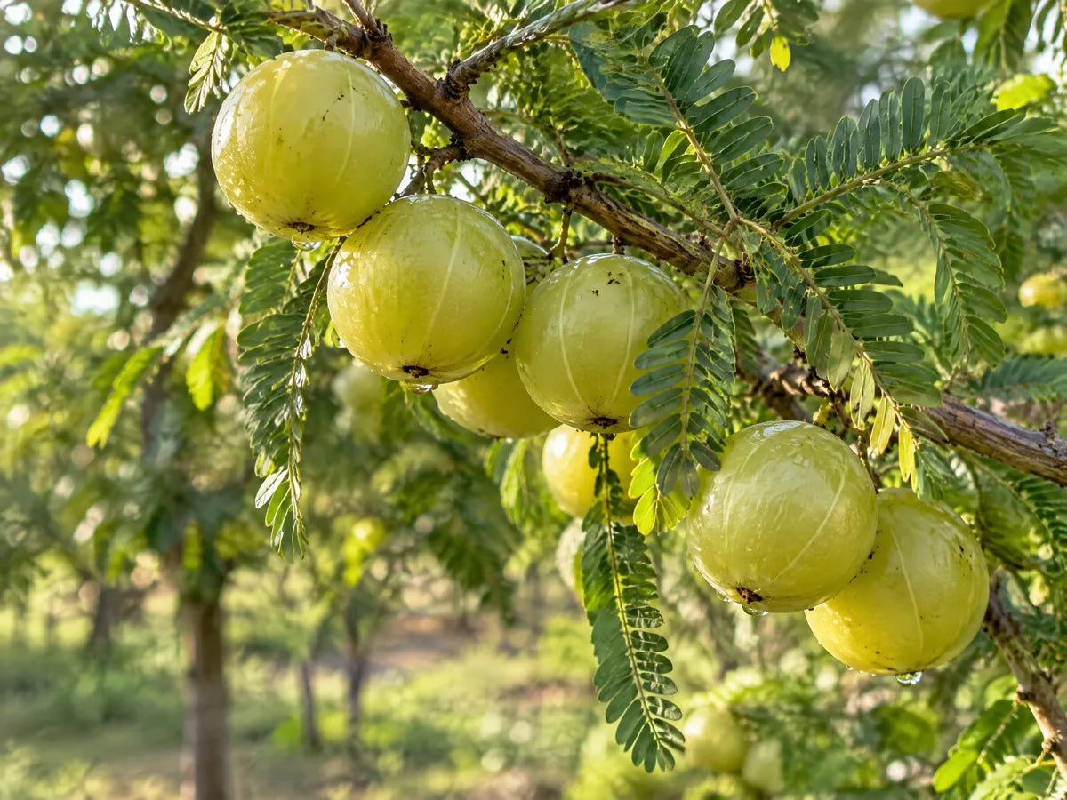 Des fruits d'amla sur leur branche